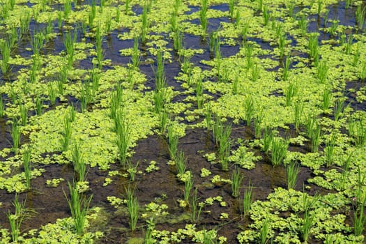 young rice are growing in the paddy field. Rice field.