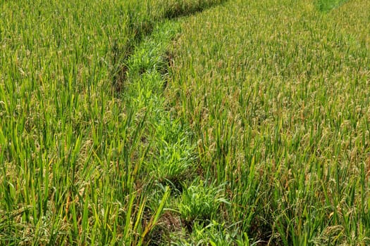 Field of ripened golden rice in green grass. Bali, Indonesia.