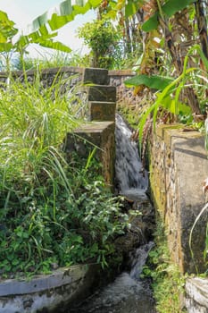 Water drainage for irrigation of rice fields.