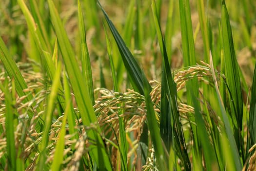 Close up view of yellow-green rice field with soft sunrise light, view of paddy plant in the field, rice plant in the rice field, Fields of ripening rice growing in Bali.