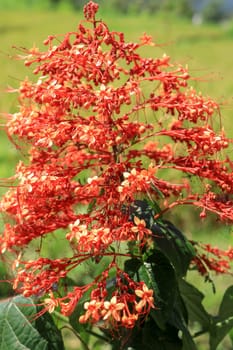 Close up red flowers of Clerodendrum Paniculatum or Pagoda Flower taken in Bali, Indonesia.