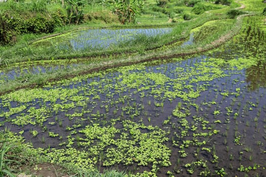 young rice are growing in the paddy field. Rice field.