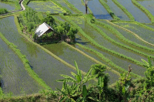 A cottage in the green field. Traditional farmer hut in the rice field.