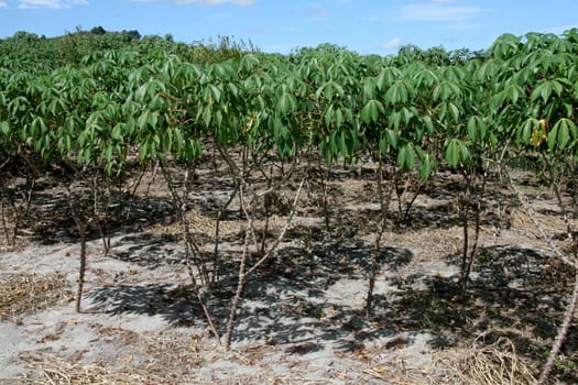 guaratinga, bahia / brazil - may13, 2008: cassava plantation is seen in a rural settlement in the city of Guaratinga.