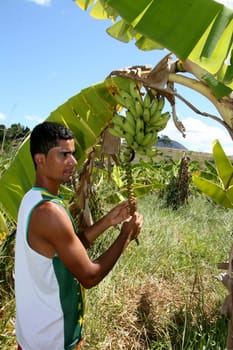 guaratinga, bahia / brazil - may13, 2008: farmer is seen during banana harvest in a rural settlement in the city of Guaratinga.