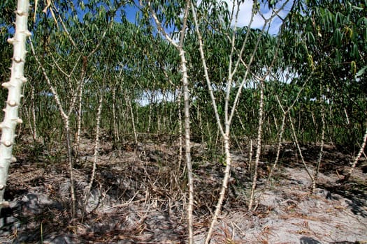 guaratinga, bahia / brazil - may13, 2008: cassava plantation is seen in a rural settlement in the city of Guaratinga.