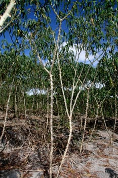 guaratinga, bahia / brazil - may13, 2008: cassava plantation is seen in a rural settlement in the city of Guaratinga.