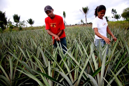 guaratinga, bahia / brazil - may13, 2008: farmers are seen in a pineapple plantation in a rural settlement in the city of Guaratinga.