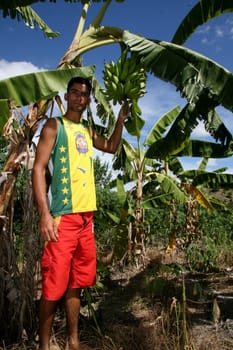 guaratinga, bahia / brazil - may13, 2008: farmer is seen during banana harvest in a rural settlement in the city of Guaratinga.