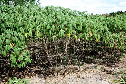 guaratinga, bahia / brazil - may13, 2008: cassava plantation is seen in a rural settlement in the city of Guaratinga.