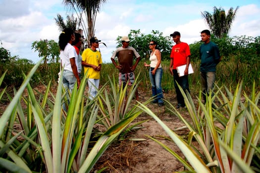 guaratinga, bahia / brazil - may13, 2008: farmers are seen in a pineapple plantation in a rural settlement in the city of Guaratinga.