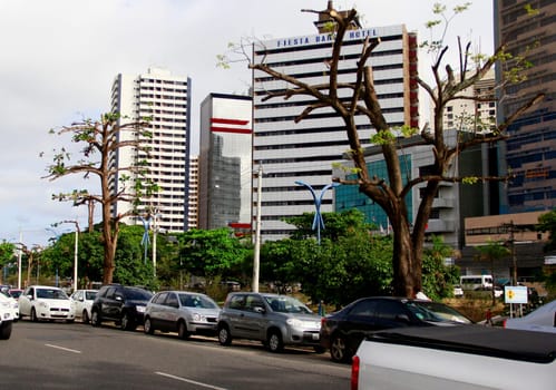 salvador, bahia / brazil - october 31, 2014: aggressive pruning on tree leaves on the street in the Itaigara neighborhood in the city of Salvador.