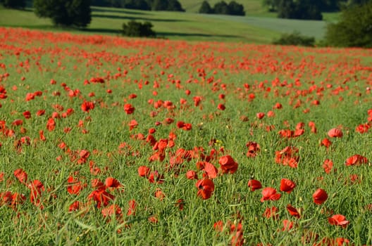 rape field with red poppies in summer