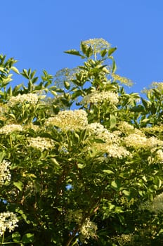 Elder tree with white flowers
