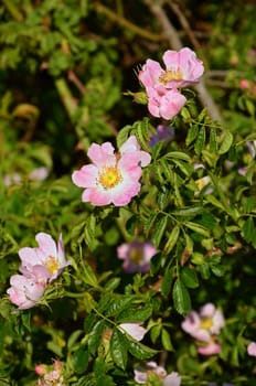 blooming rose hips in summer