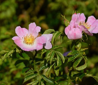 blooming rose hips in summer