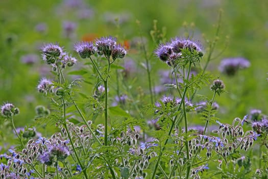 Bee friend Phacelia tanacetifolia over borage Borago officinalis