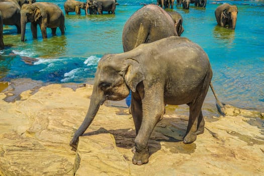 Wild elephant image (Sri Lanka Pinnawara). Shooting Location: Sri Lanka