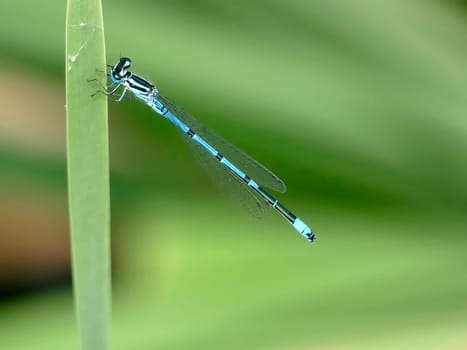 Azure Damselfly sitting on grass near a pond