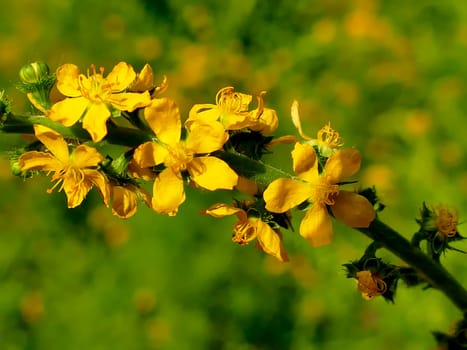 common agrimony with flower in summer