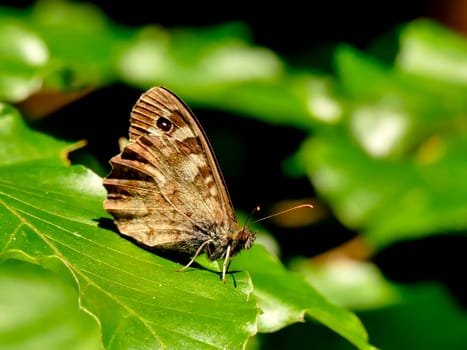 Meadow brown on a leaf of a tree