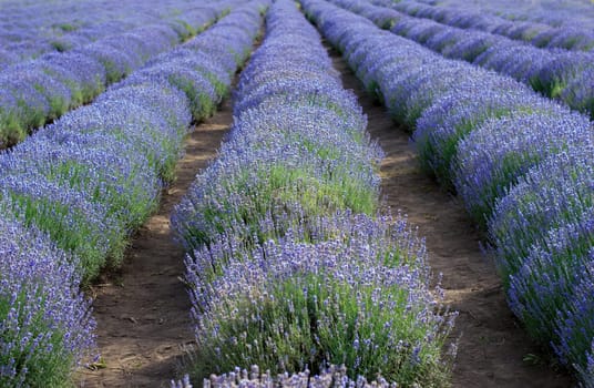 lavender field in bloom, the theme of nature and agriculture