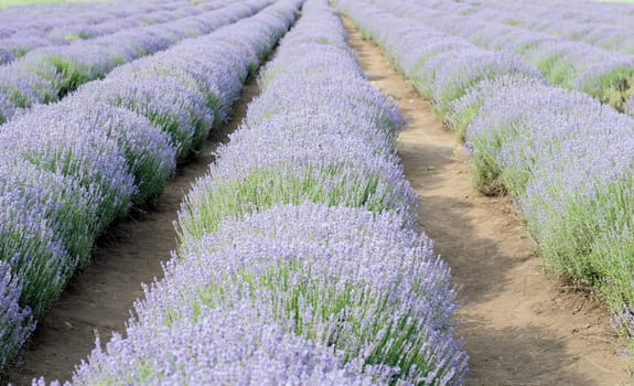 lavender field, nature theme, beautiful places and agriculture