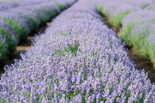 lilac field of lavender, theme nature, beautiful places and agriculture