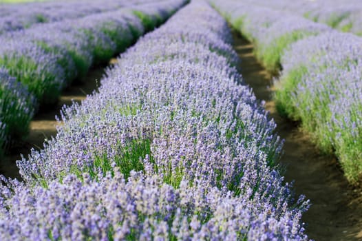 summer field of lavender, theme nature, beautiful places and agriculture