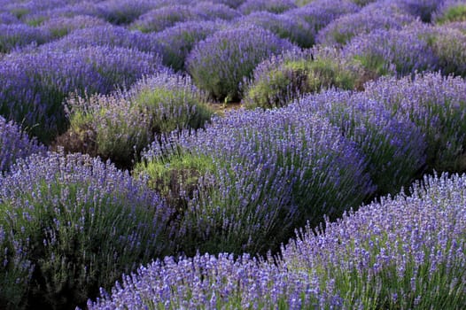 blooming lavender, theme nature, beautiful places and agriculture