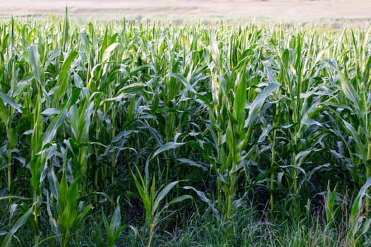 a corn field, the theme of nature and agriculture