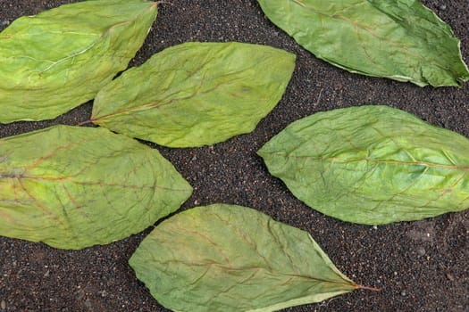 Drying green leaves on wet black volcanic sand. Patterns with leaves, tropical plants, black background, lay flat, the top view. Background texture of dry green leaves.