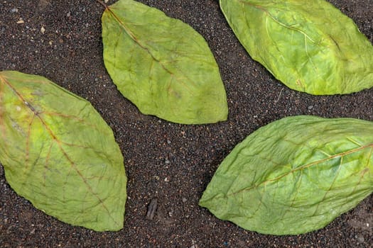 Drying green leaves on wet black volcanic sand. Patterns with leaves, tropical plants, black background, lay flat, the top view. Background texture of dry green leaves.