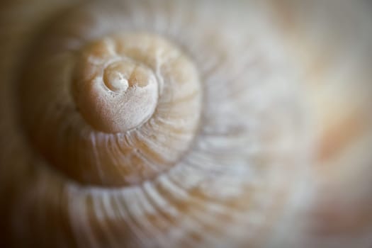 Close-up of an empty snail shell