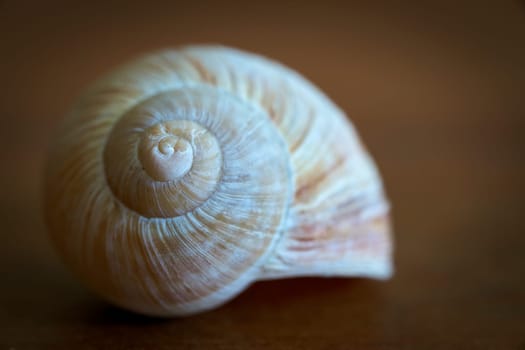 empty snail shell as decoration on a wooden table