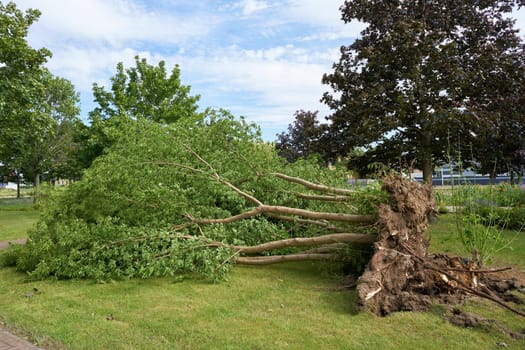 Fallen tree after a heavy storm in the city centre of Magdeburg in Germany