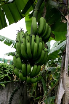 itabuna, bahia / brazil - october 17, 2011: banana plantation in the city of Itabuna...