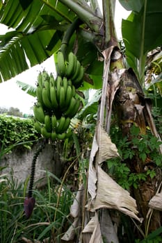 itabuna, bahia / brazil - october 17, 2011: banana plantation in the city of Itabuna...