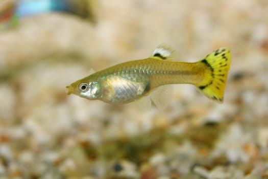A Female Guppy (Poecilia reticulata), a popular freshwater aquarium fish