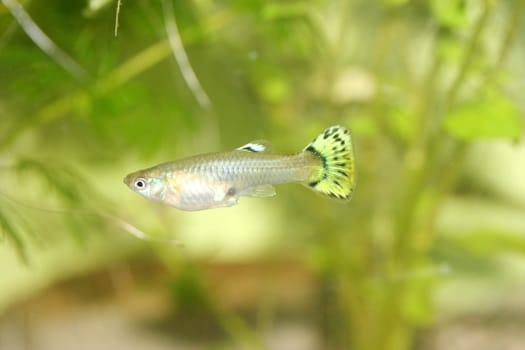 A Female Guppy (Poecilia reticulata), a popular freshwater aquarium fish
