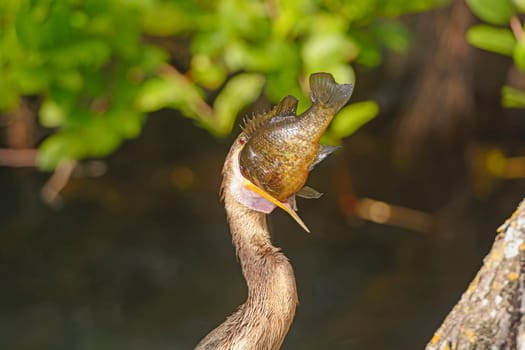 Anhinga Swallowing a Very Large Fish in Everglades National Park in Florida