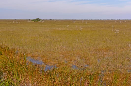 Grassy Wetland in the Everglades in South Florida