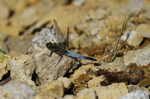 Broad-bodied chaser under a blue sky in summer