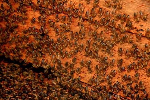 belmonte, bahia / brazil - may 8, 2009: bees are seen in a hive in the city of Belmonte.