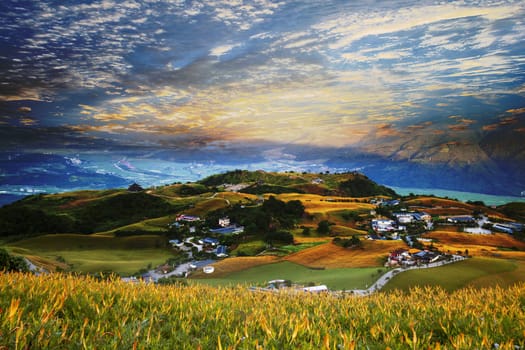 The Aerial view of the famous and beautiful Daylily flower at sixty Stone Mountain in Hualien Taiwan