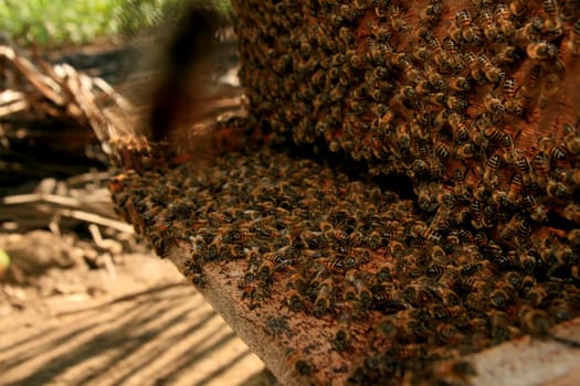 belmonte, bahia / brazil - may 8, 2009: bees are seen in a hive in the city of Belmonte.