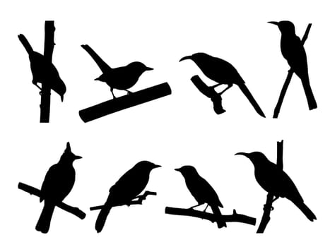 Collection of Bird on tree branch Silhouettes. Vector illustration isolated on white