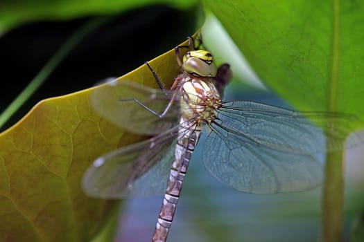 Young blue-green mosaic maiden Aeshna cyanea after hatching from the exuvia
