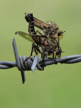 Predatory flies mating
