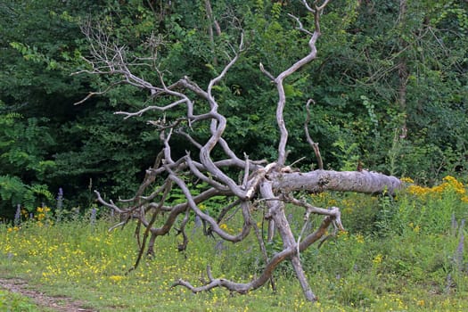 Tree corpse in the NSG Hirschacker